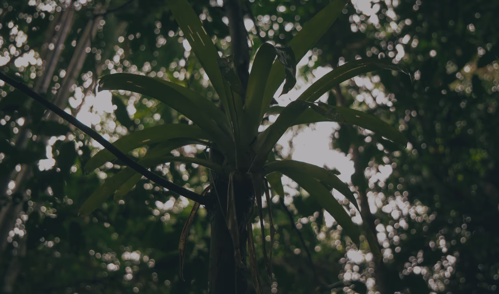 Immersion en milieu tropical