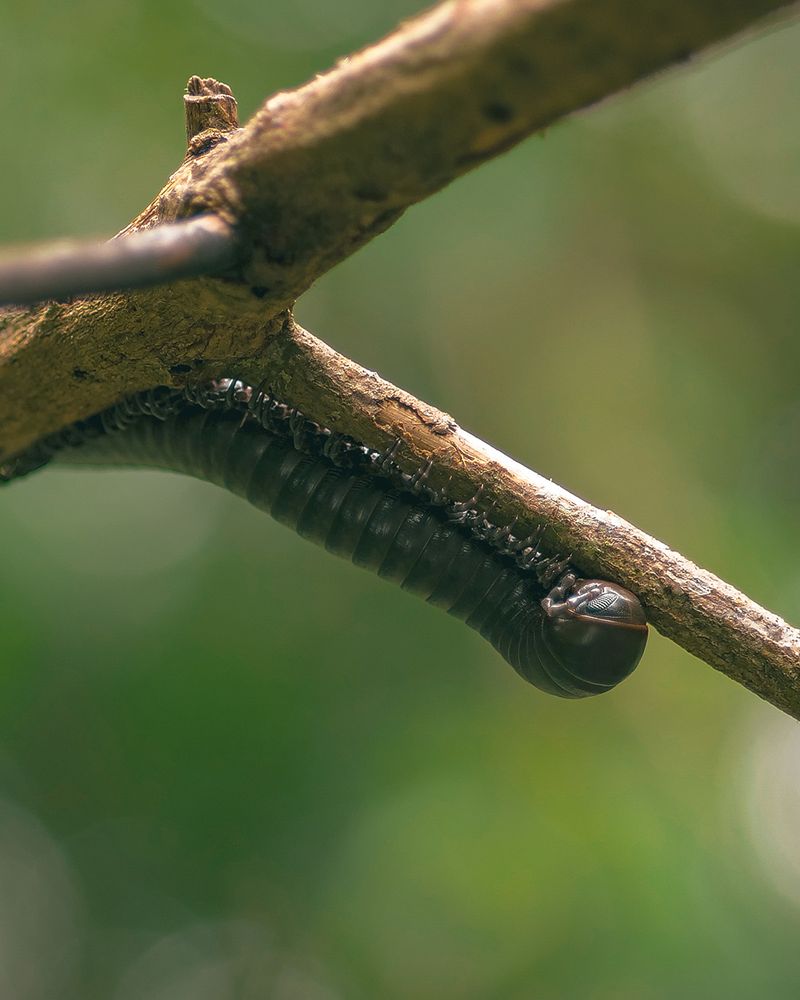 Faune et milieu guyanais