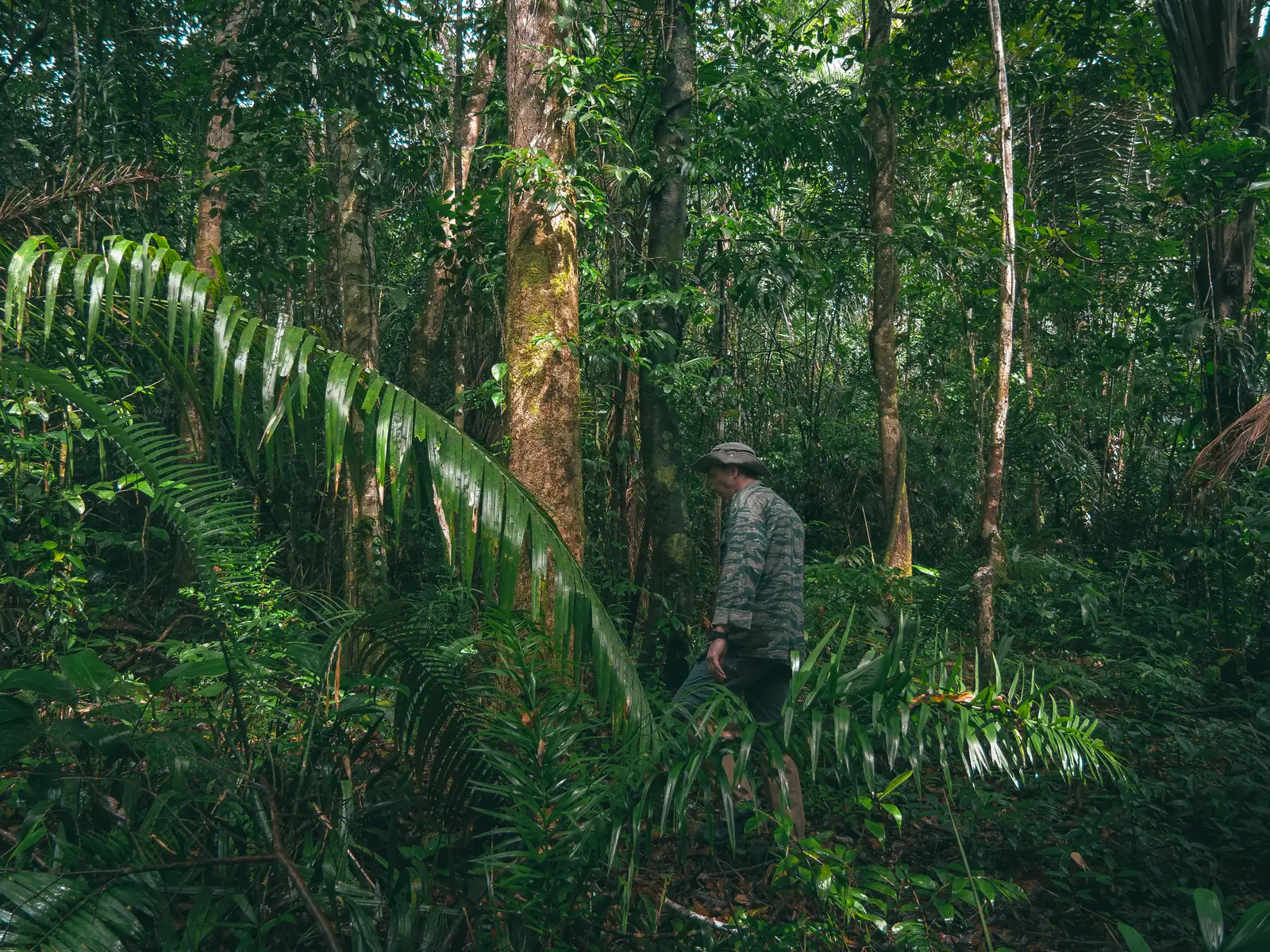 Sous-bois dense de la forêt primaire